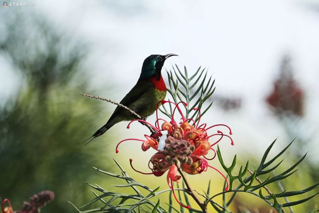 冬天也能赏到鲜花的芬芳,园博苑花海季节