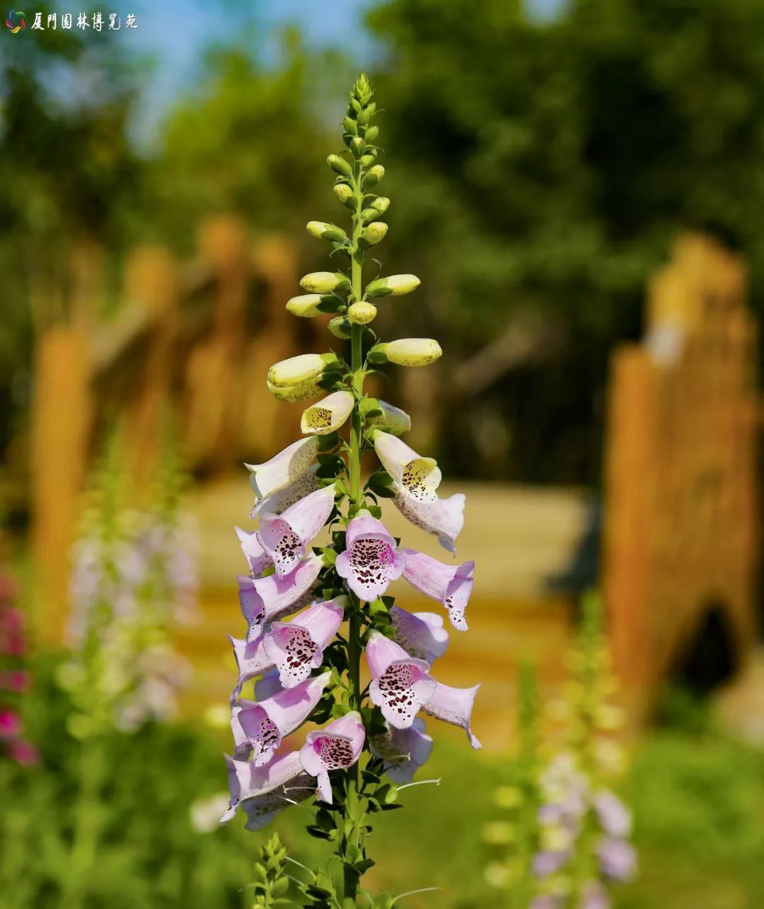 冬天也能赏到鲜花的芬芳,园博苑花海季节