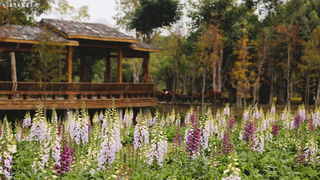 冬天也能赏到鲜花的芬芳,园博苑花海季节