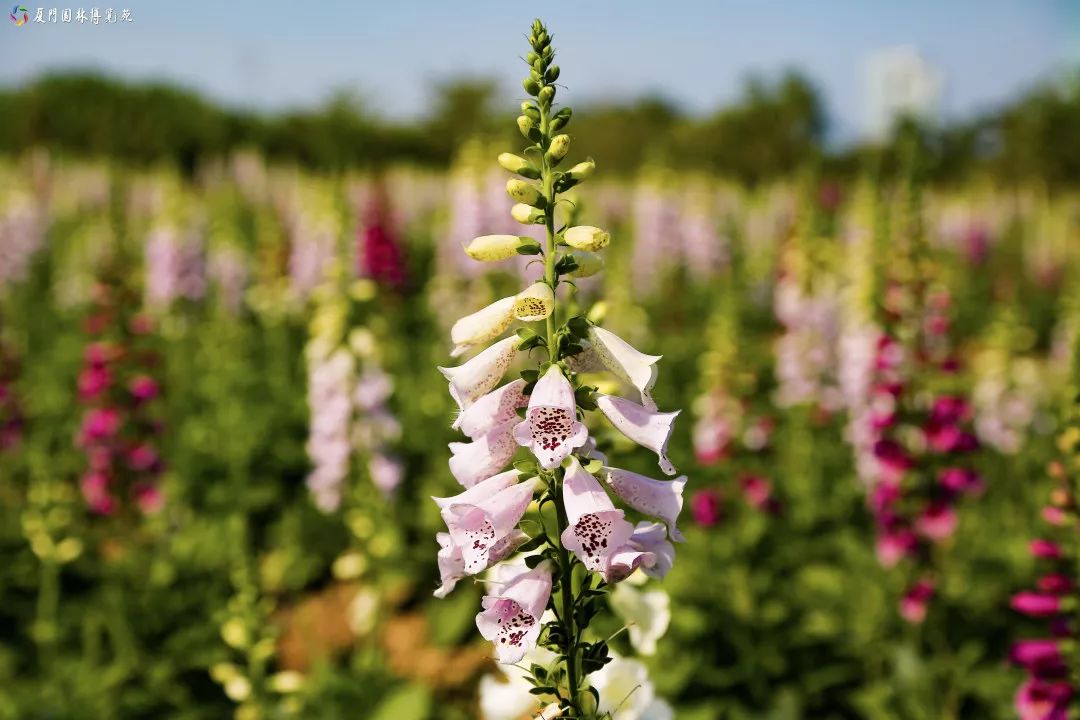 冬天也能赏到鲜花的芬芳,园博苑花海季节