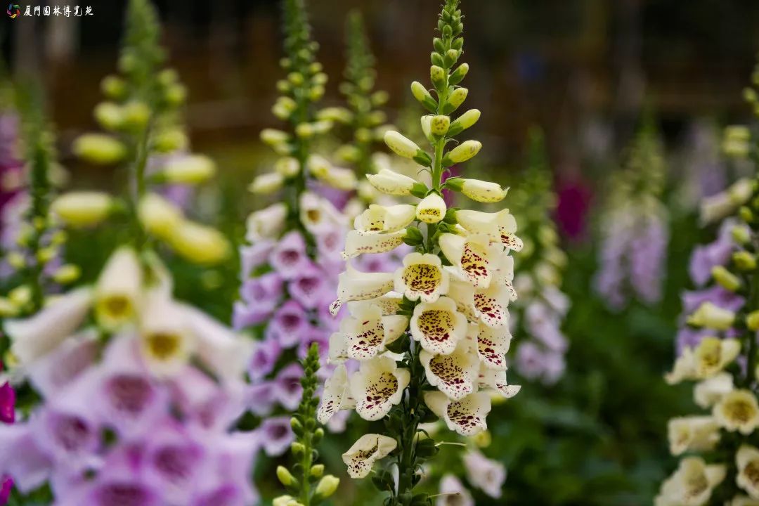 冬天也能赏到鲜花的芬芳,园博苑花海季节