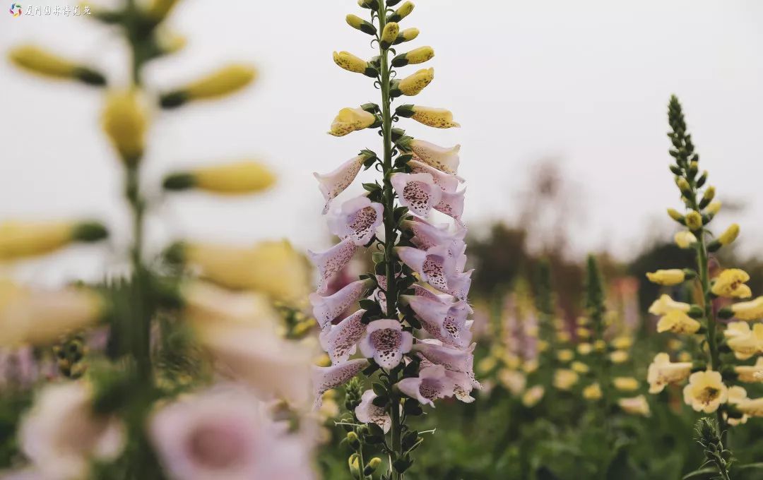 冬天也能赏到鲜花的芬芳,园博苑花海季节