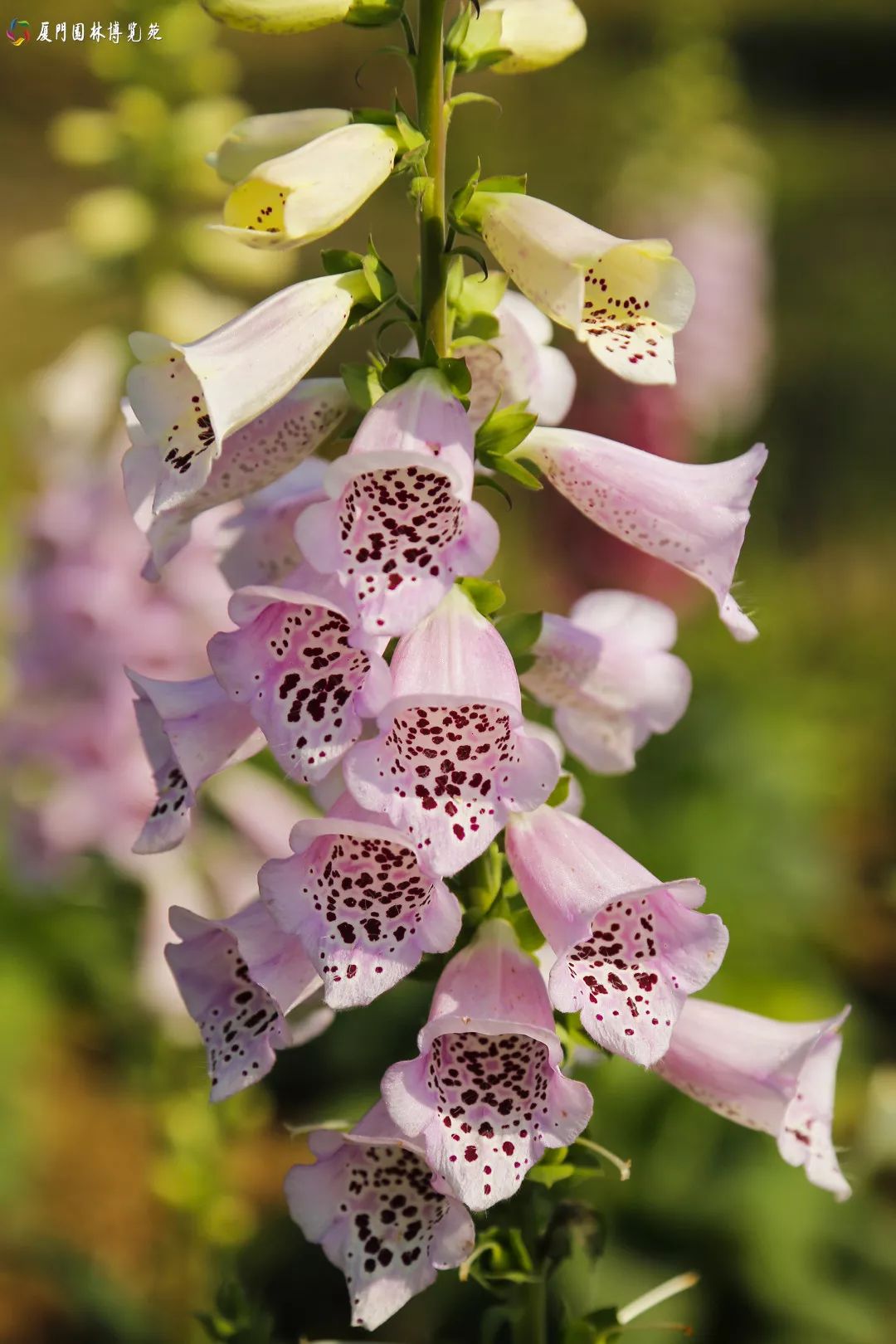 冬天也能赏到鲜花的芬芳,园博苑花海季节