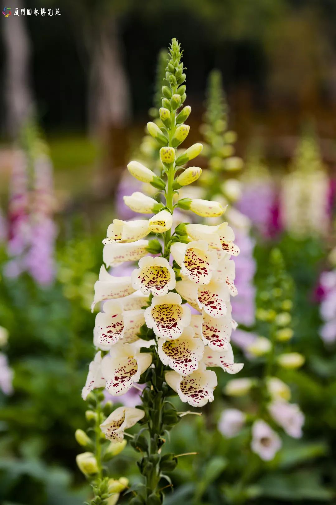 冬天也能赏到鲜花的芬芳,园博苑花海季节