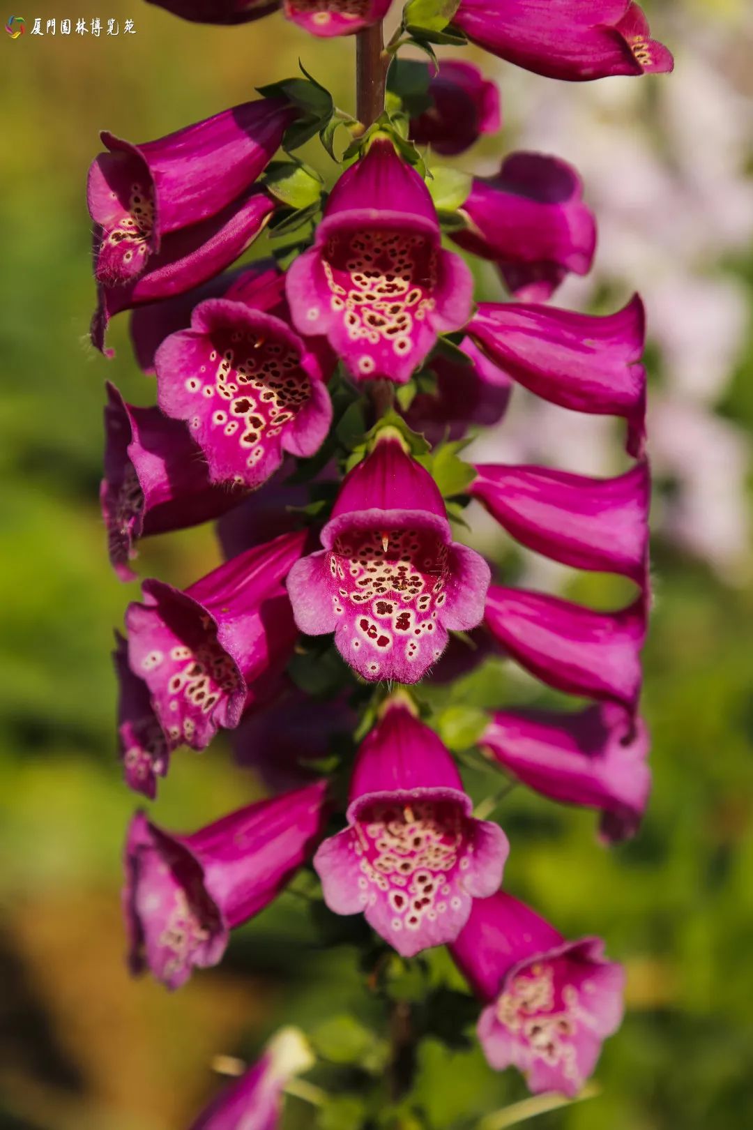 冬天也能赏到鲜花的芬芳,园博苑花海季节