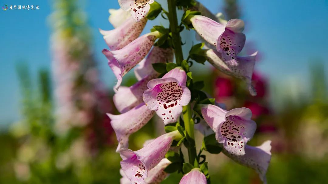 冬天也能赏到鲜花的芬芳,园博苑花海季节