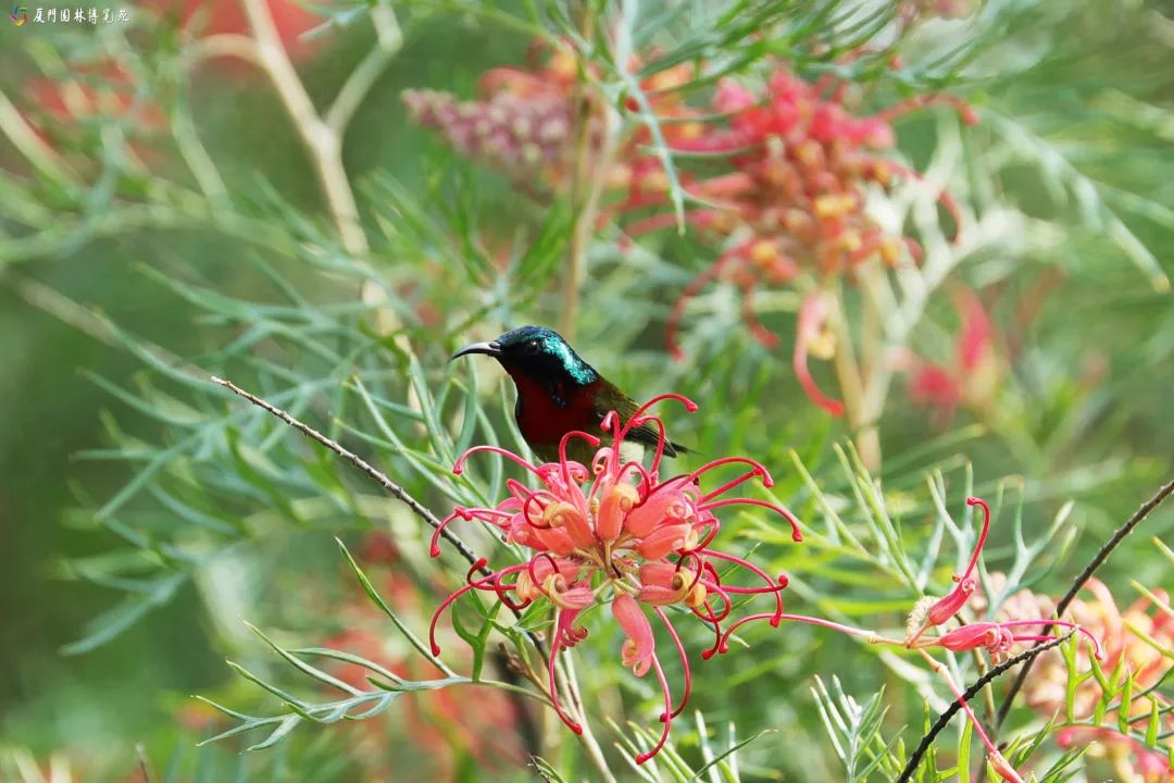 冬天也能赏到鲜花的芬芳,园博苑花海季节