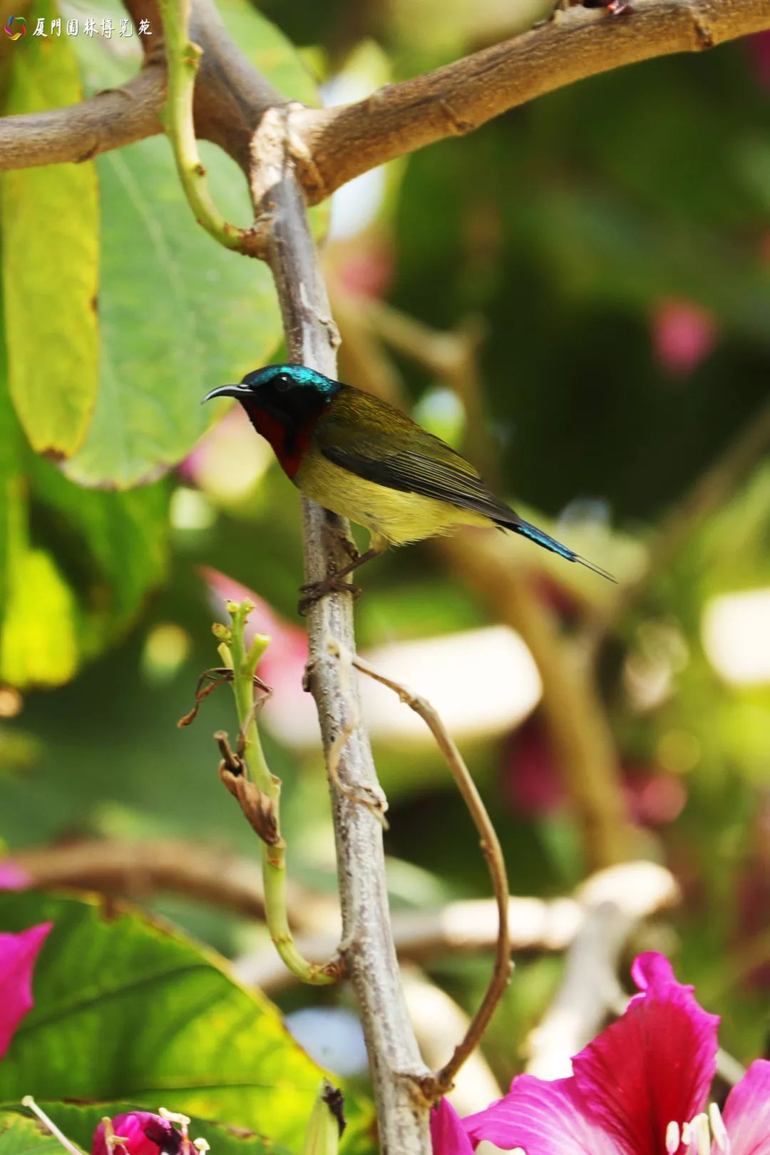 冬天也能赏到鲜花的芬芳,园博苑花海季节