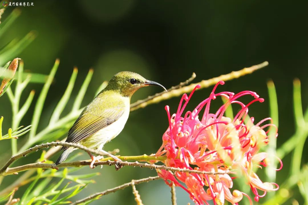 冬天也能赏到鲜花的芬芳,园博苑花海季节