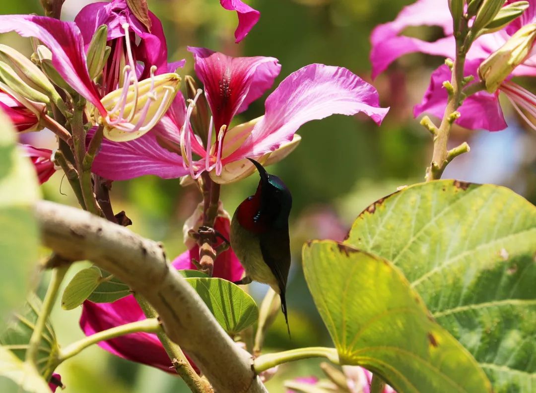 冬天也能赏到鲜花的芬芳,园博苑花海季节