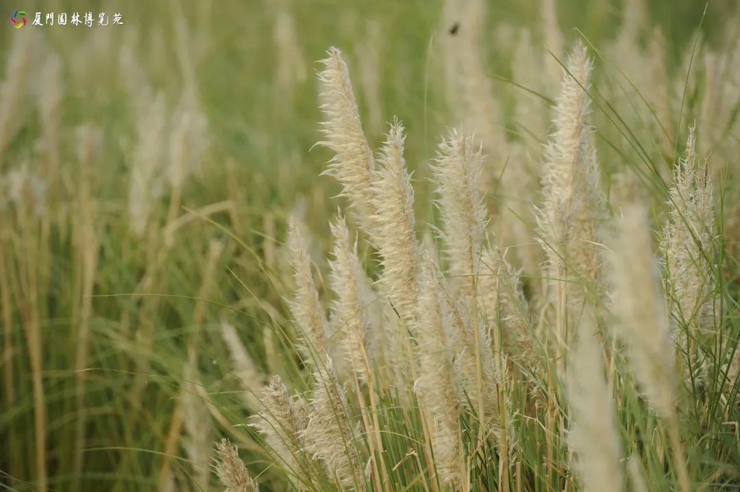 冬天也能赏到鲜花的芬芳,园博苑花海季节