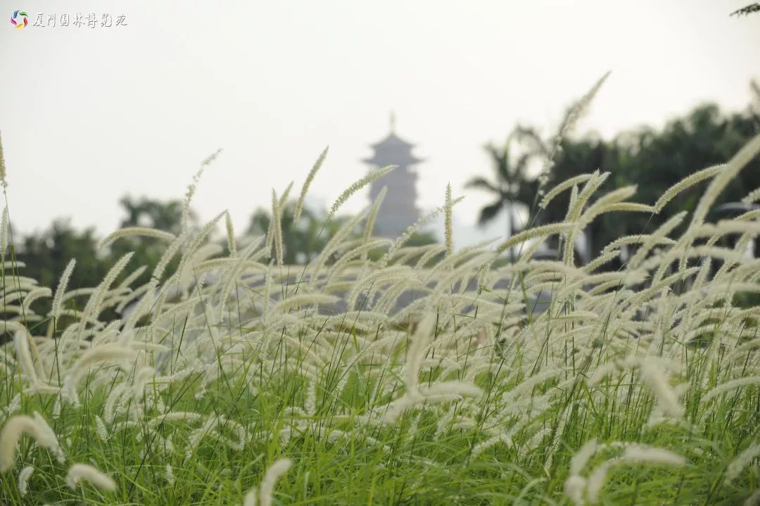 冬天也能赏到鲜花的芬芳,园博苑花海季节