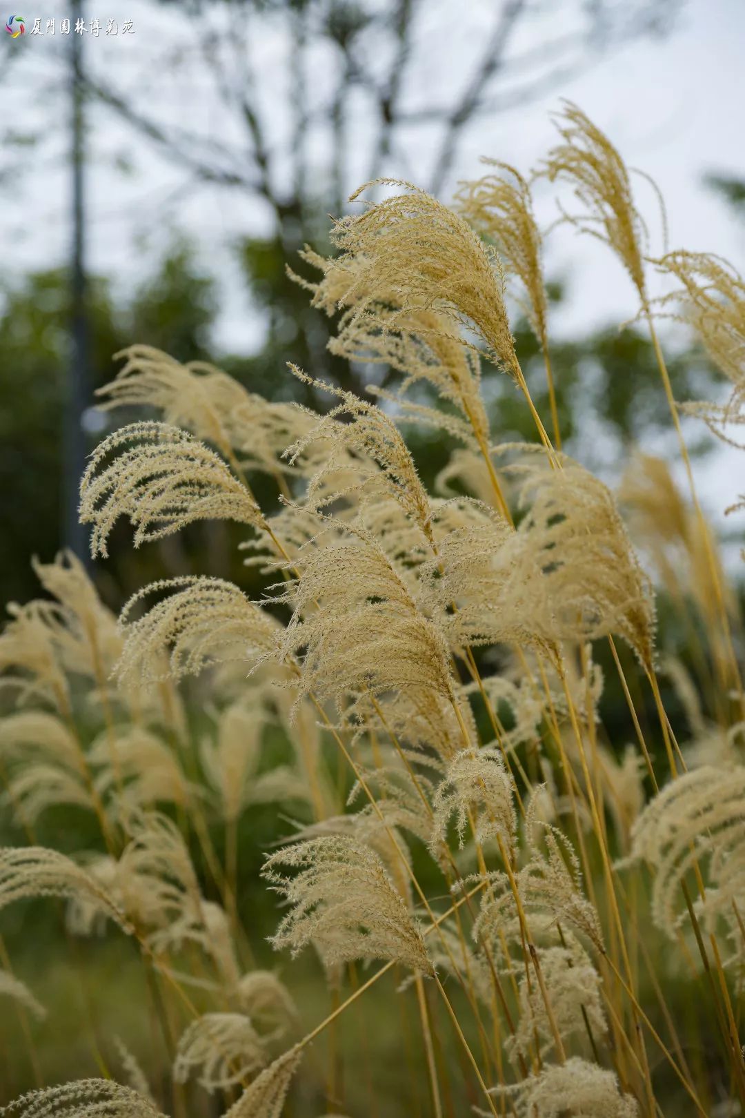 冬天也能赏到鲜花的芬芳,园博苑花海季节