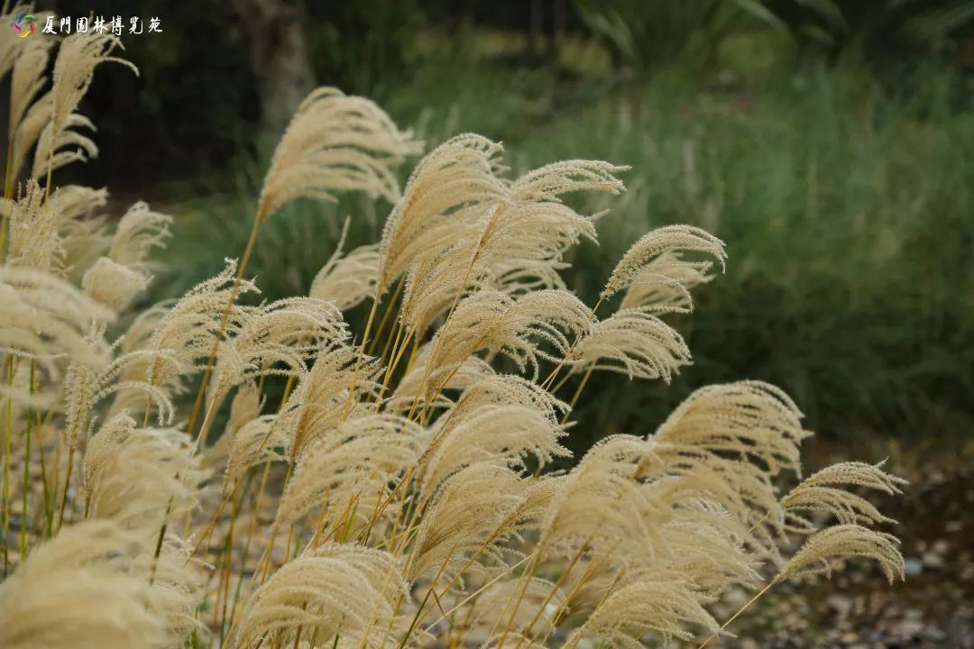冬天也能赏到鲜花的芬芳,园博苑花海季节