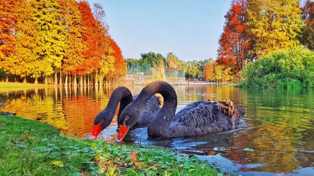 冬天也能赏到鲜花的芬芳,园博苑花海季节