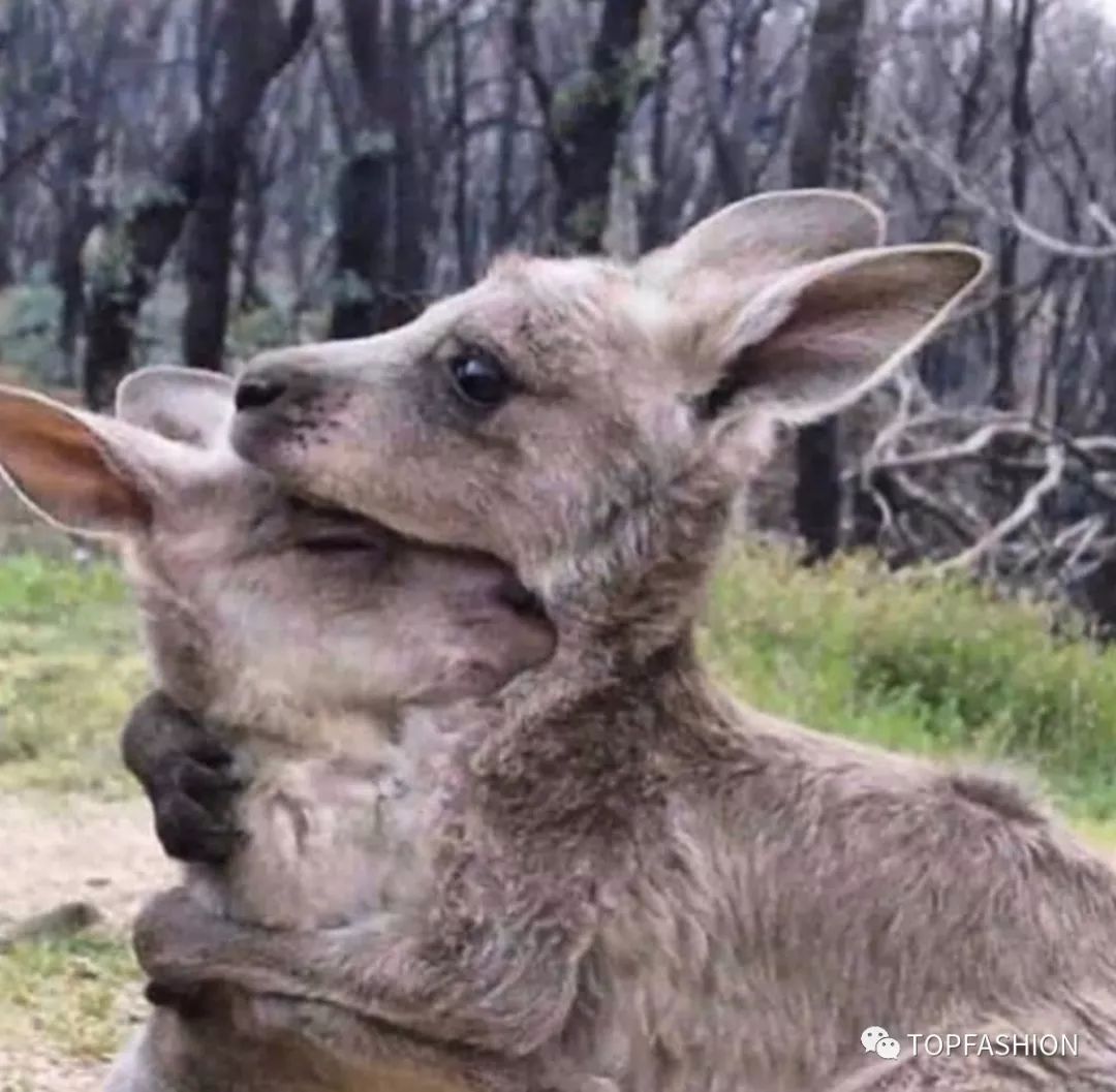 guccibalenciaga联名溢价,赔偿奢侈品包包