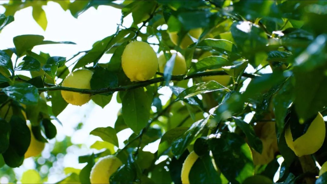 你不知道的安岳，来看看人杰地灵的安岳吧