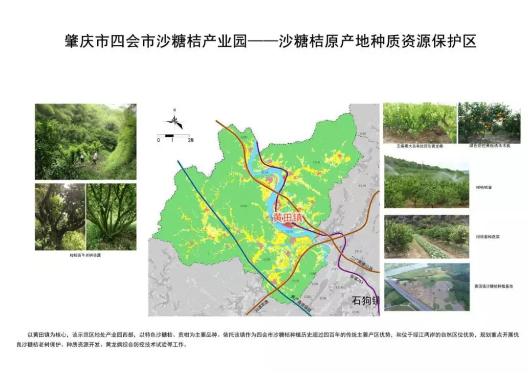 四会正宗沙糖桔专卖店,正宗四会中村沙糖桔基地