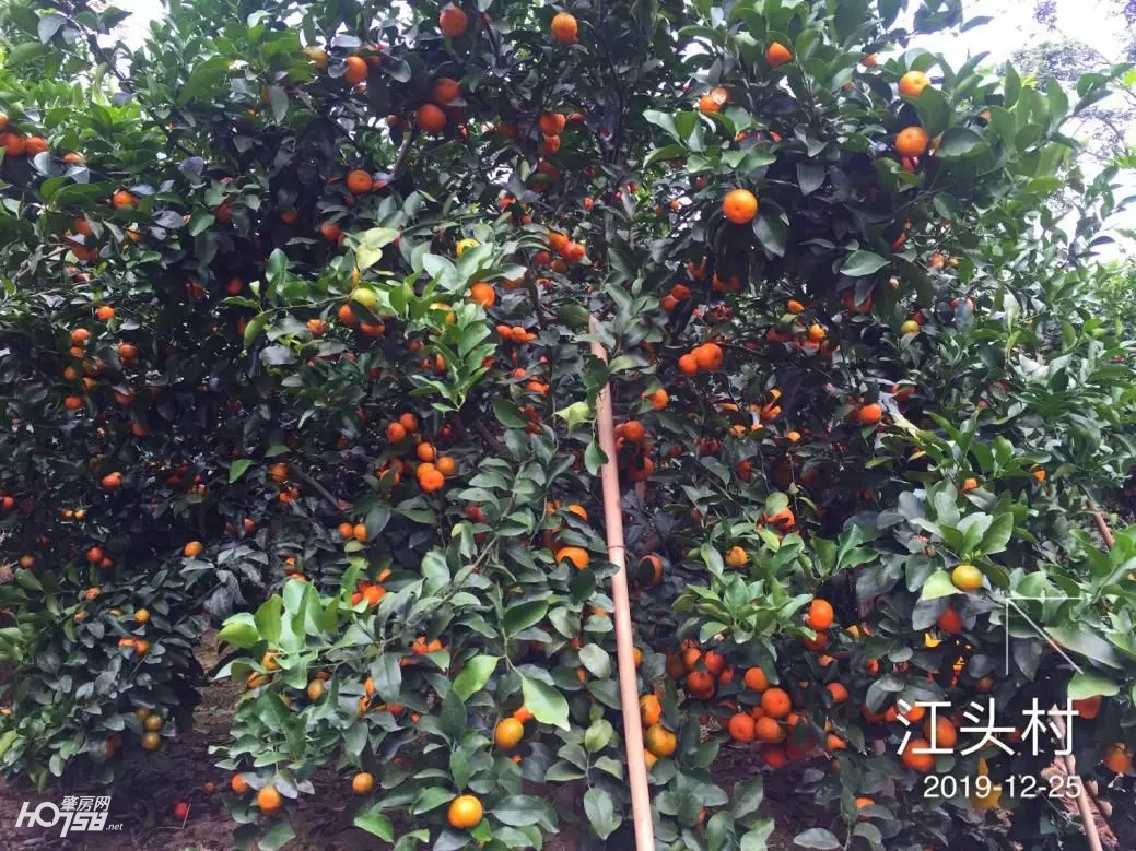 四会正宗沙糖桔专卖店,正宗四会中村沙糖桔基地