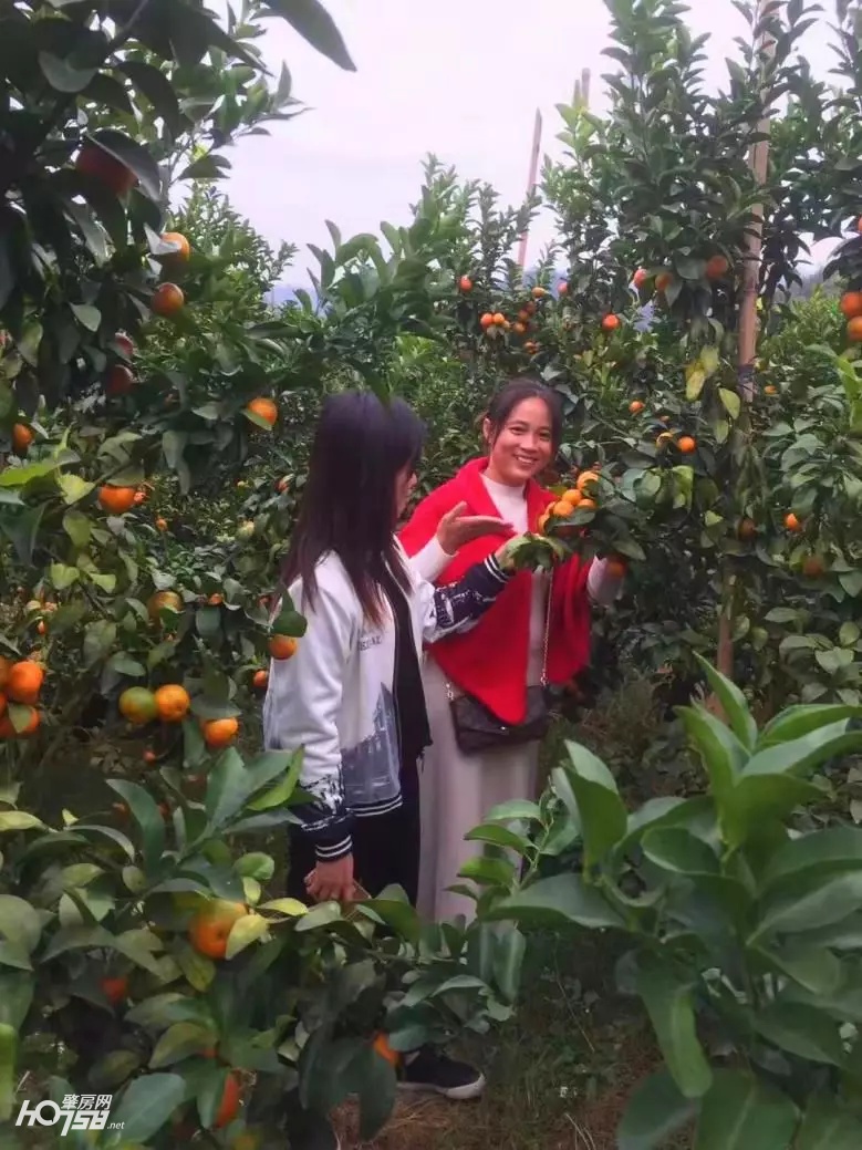 四会正宗沙糖桔专卖店,正宗四会中村沙糖桔基地