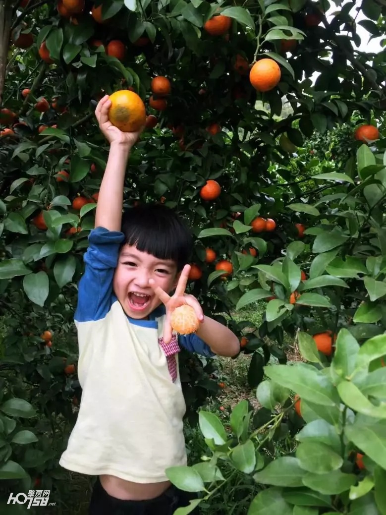 四会正宗沙糖桔专卖店,正宗四会中村沙糖桔基地