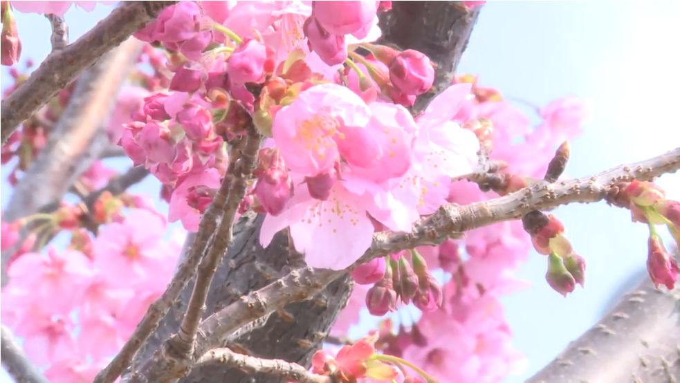 8年不许用手机、不许谈恋爱，他痛骂过的60个光头后来都成了日本大师...