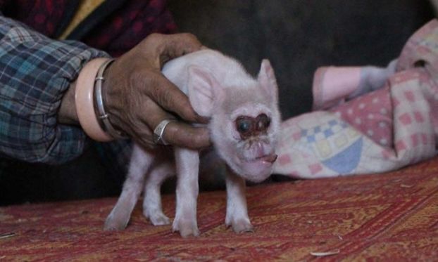 猪拱嘴鱼、长角蟋蟀、金色蜈蚣……贵州一溶洞发现多种不明生物