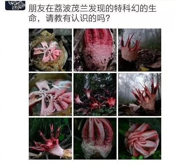 猪拱嘴鱼、长角蟋蟀、金色蜈蚣……贵州一溶洞发现多种不明生物