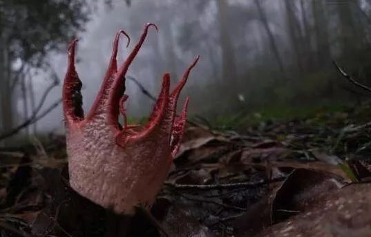 猪拱嘴鱼、长角蟋蟀、金色蜈蚣……贵州一溶洞发现多种不明生物