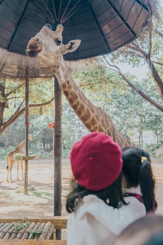 来长隆隆重过大年暖冬游长隆,暖冬游长隆福路通