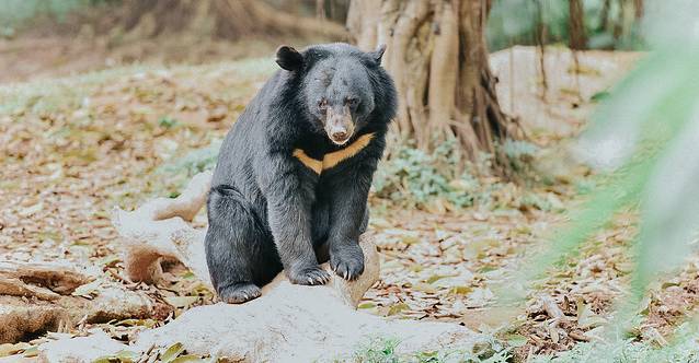 来长隆隆重过大年暖冬游长隆,暖冬游长隆福路通