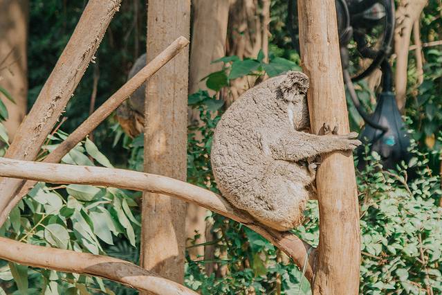 来长隆隆重过大年暖冬游长隆,暖冬游长隆福路通