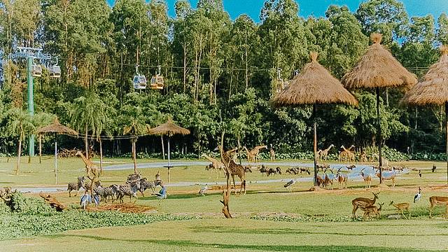 来长隆隆重过大年暖冬游长隆,暖冬游长隆福路通