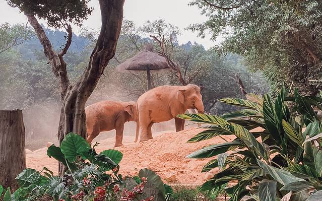 来长隆隆重过大年暖冬游长隆,暖冬游长隆福路通