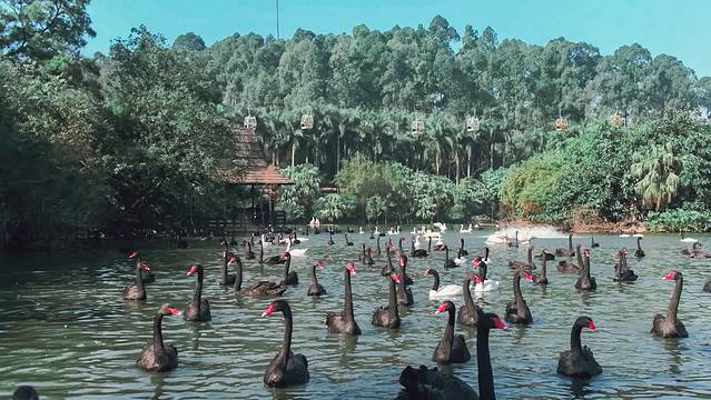 来长隆隆重过大年暖冬游长隆,暖冬游长隆福路通