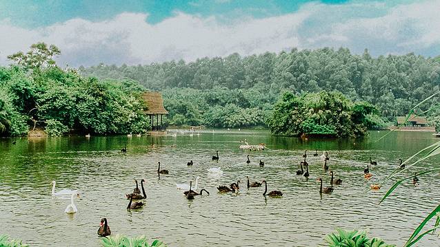 来长隆隆重过大年暖冬游长隆,暖冬游长隆福路通