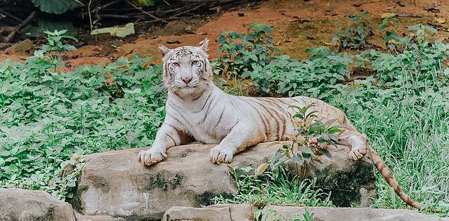 来长隆隆重过大年暖冬游长隆,暖冬游长隆福路通
