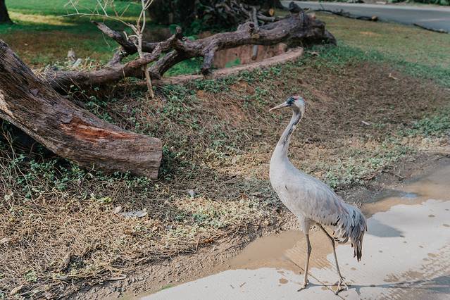 来长隆隆重过大年暖冬游长隆,暖冬游长隆福路通