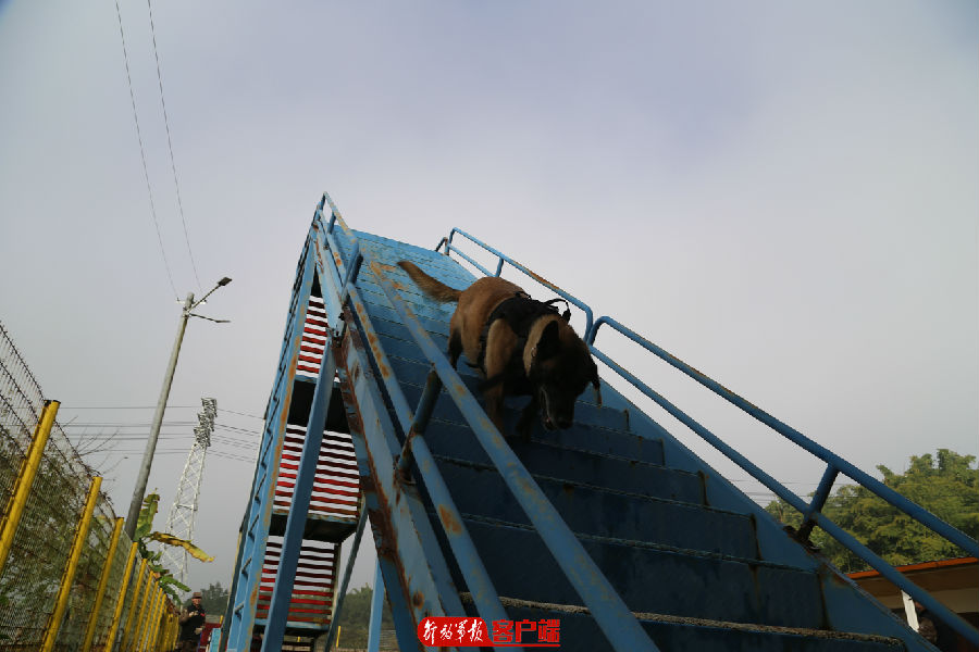 要懂饲养,还要会训练,无言尖兵的训导员来培训