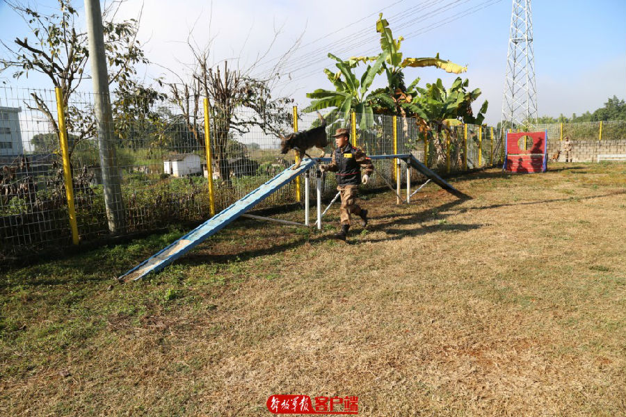 要懂饲养,还要会训练,无言尖兵的训导员来培训