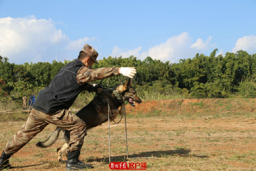 要懂饲养,还要会训练,无言尖兵的训导员来培训