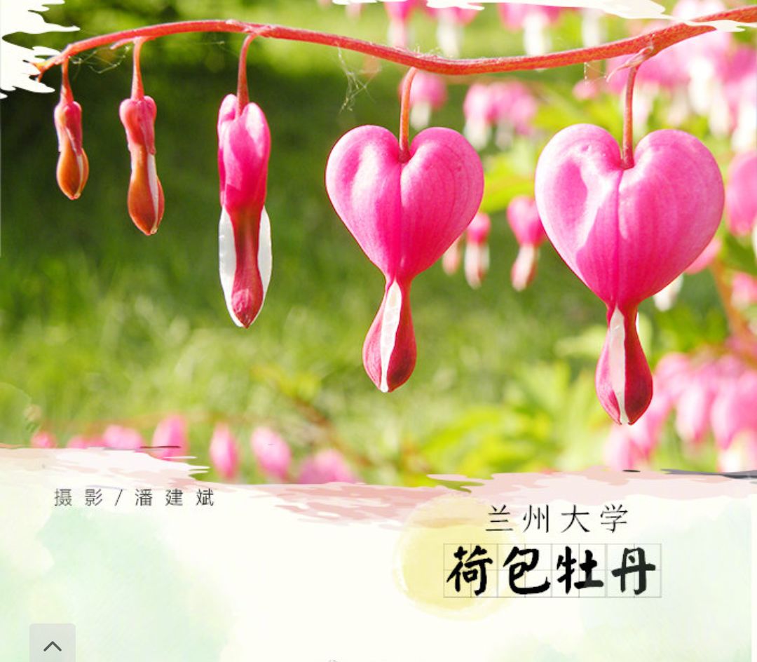 冷吗？来点兰大冷知识怎么样？