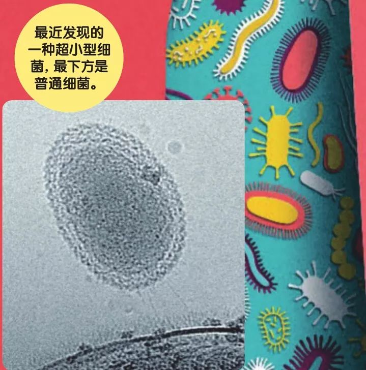 我们身上神秘的微生物群