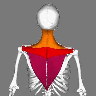 练肩穿衣服最有效的动作,如何提高气质不勾肩搭背