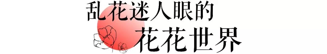 武汉最大鲜花市场,武汉最实惠的鲜花交易市场