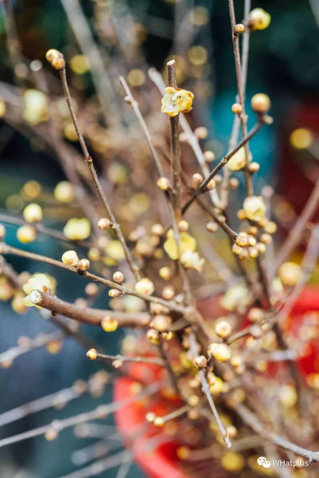 武汉最大鲜花市场,武汉最实惠的鲜花交易市场