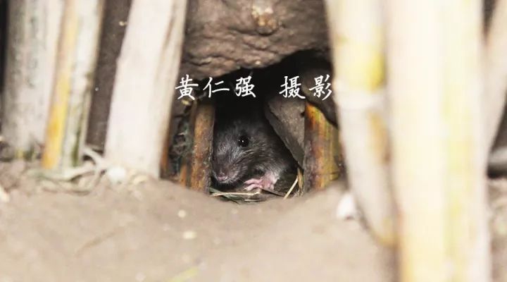 商铺有老鼠怎么灭鼠,餐厅老鼠频发灭鼠公司出动小妙招