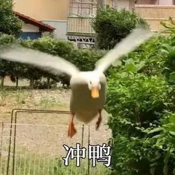 马云写了福字的图片,马云写的福字高清图片