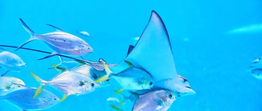 上海旅游年票哪里买最便宜,上海景点年票购买攻略