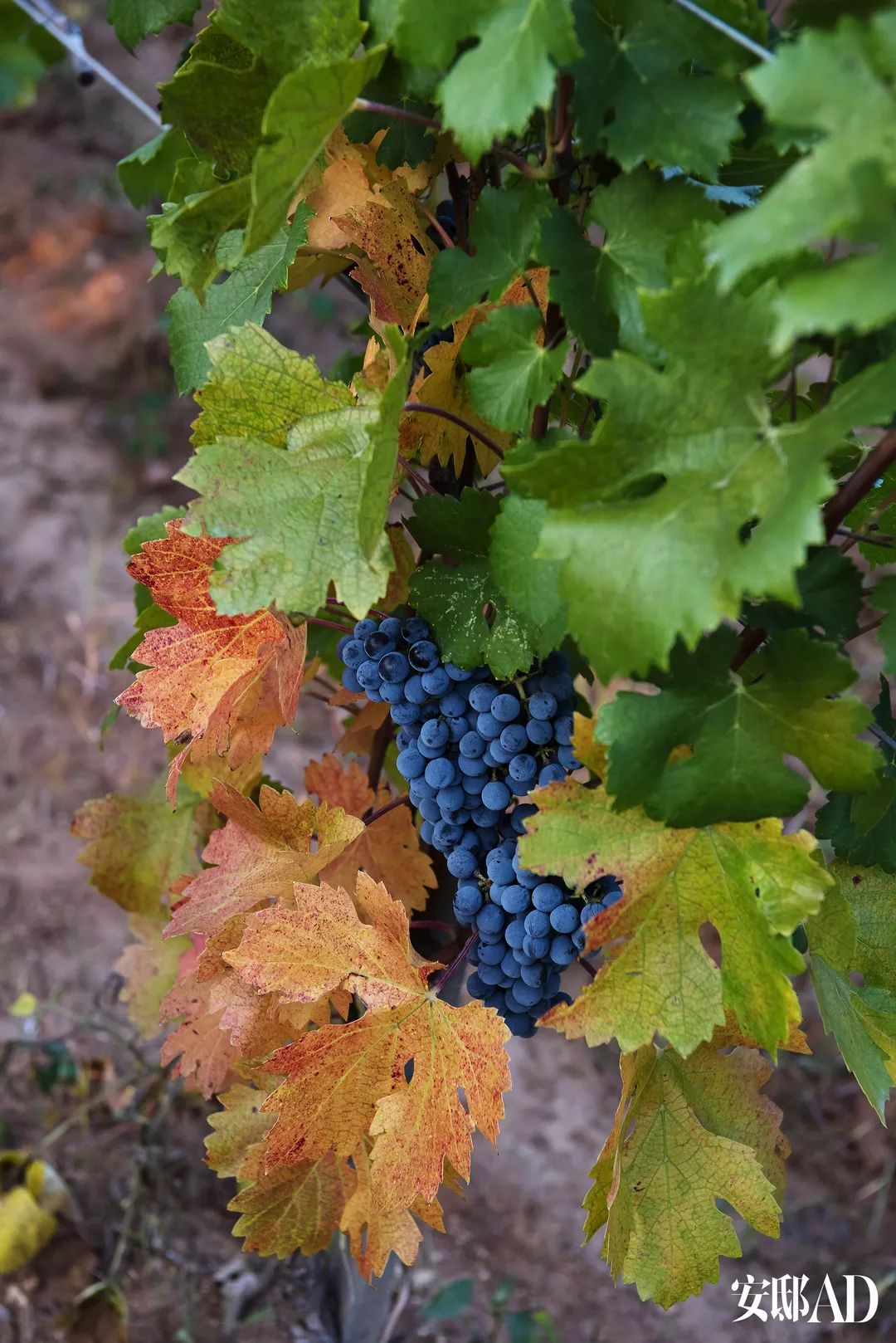 拉菲中国酒庄视频,法国波尔多拉菲酒庄在哪里